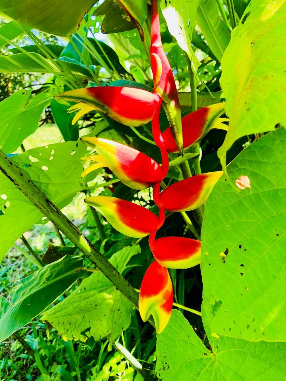 Casa Oceana Bed & Breakfast Bocas Town Bagian luar foto