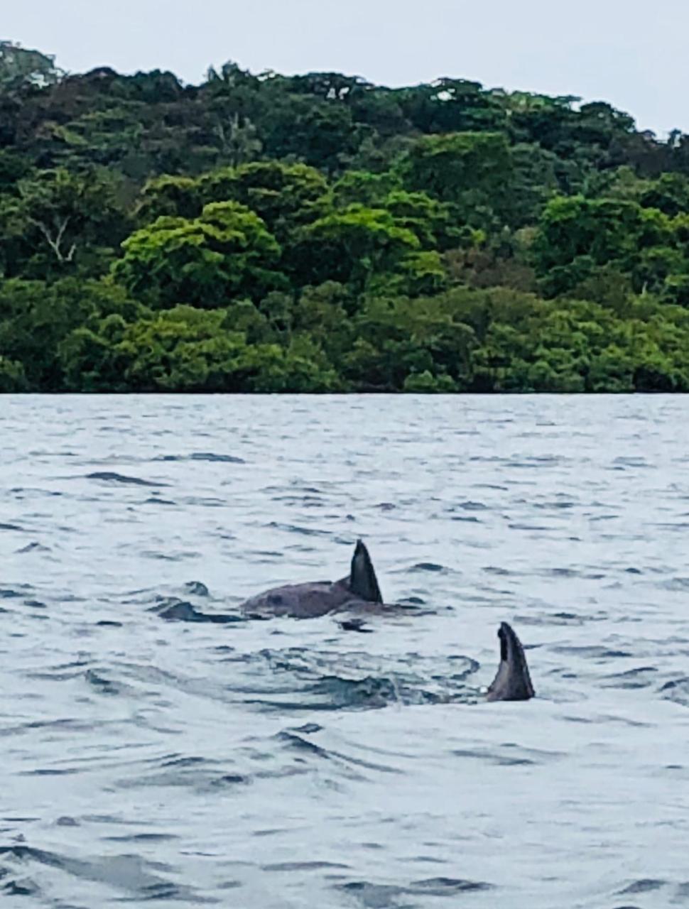Casa Oceana Bed & Breakfast Bocas Town Bagian luar foto
