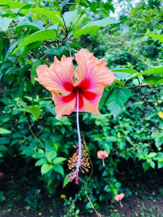 Casa Oceana Bed & Breakfast Bocas Town Bagian luar foto